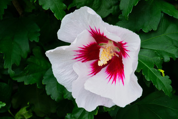 Hibiscus © thongsee