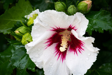 Hibiscus © thongsee