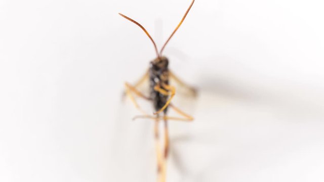 Digger wasp on white background in focus