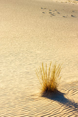 The lonely tussock of dry grass among desert barren sands