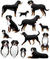 Collection of greater swiss mountain dog breed in colour image