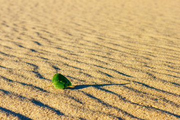 Fototapeta na wymiar The ecological theme background with the sandy dry ground and the single fresh green leaf lying on it