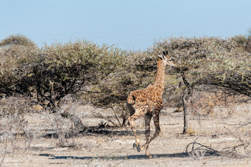 An Angolan Giraffe - Giraffa giraffa angolensis- galloping nervously on the plains of Etosha...