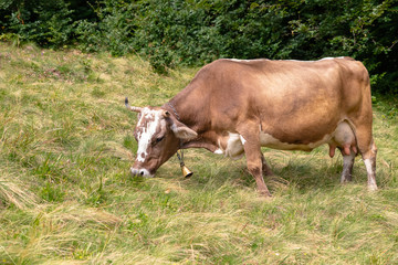 Cow in rural mountainous area eats grass.
