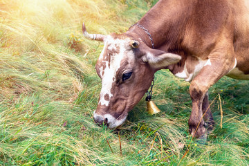 Cow in rural mountainous area eats grass.