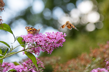 Schmetterling im Anflug auf lila Blüte