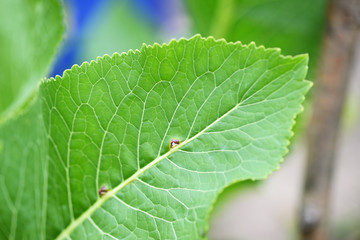 Horseradish leaves close-up in a summer garden