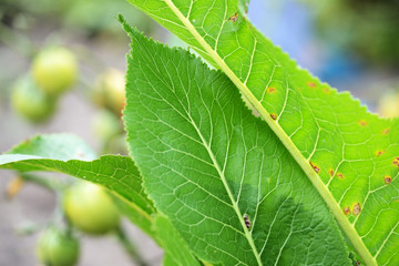 Horseradish leaves close-up in a summer garden