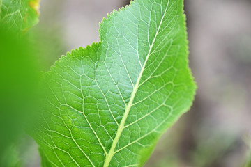Horseradish leaves close-up in a summer garden