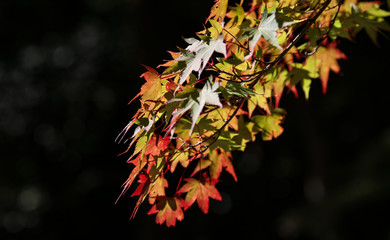 Colorful Autumn Leaves closeup with background and bokeh during Fall in Kyoto Japan