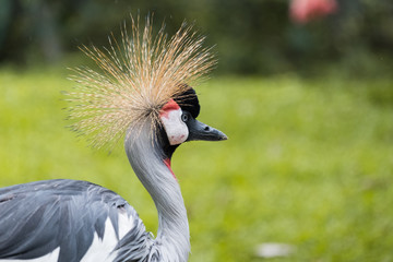 crowned crane