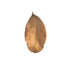 brown dry leave