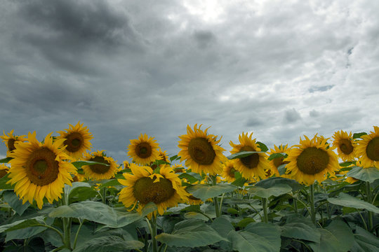 Sunflower On A Meadow With Overcast Sky