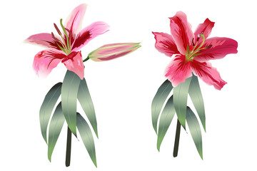 Vector Beautiful realistic pink lilies on stems with leaves on a white background