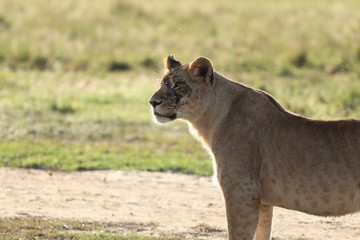 Naklejka premium Lioness standing and looking, Masai Mara National Park, Kenya.