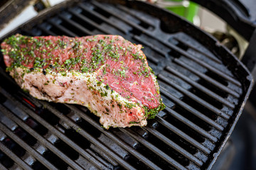 Low angle view of beech forest in springtime