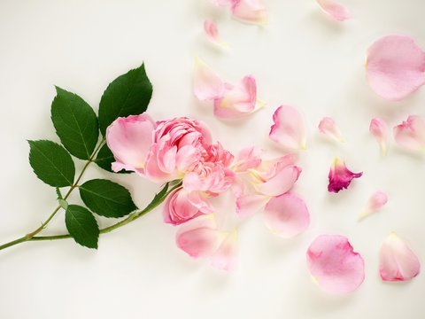 花散る の画像 13 084 件の Stock 写真 ベクターおよびビデオ Adobe Stock