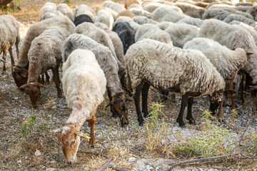 Naklejka na ściany i meble flock of sheep grazing in a grove among olive trees