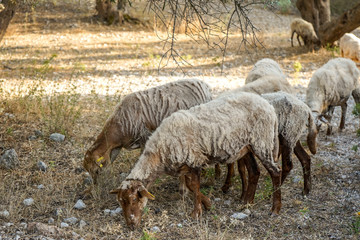 Naklejka na ściany i meble flock of sheep grazing in a grove among olive trees