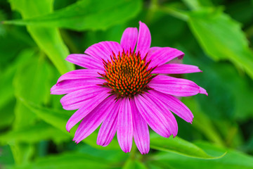 Flowers of Purples Echinacea in the Park. Echinacea flower against soft bokeh background. Soft selective focus. Echinacea close up.