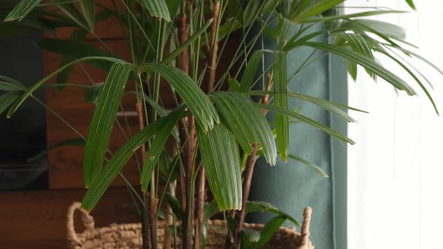 leaves of rhapis, broadleaf lady palm, bamboo palm