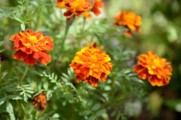 Beautiful marigolds bloom in the summer garden on a sunny day.