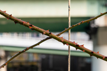 交差している薔薇の棘
