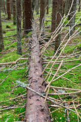 old dry wood and green moss ground