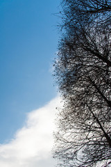 青い空と白い雲と巨大な樹木