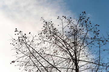 白い雲と沿い空と巨大な樹木