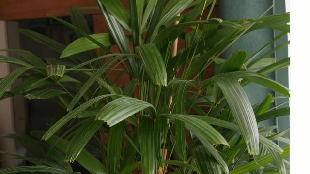 leaves of rhapis, broadleaf lady palm, bamboo palm