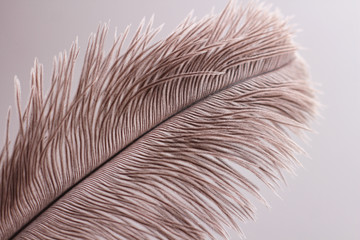 Lush ostrich feather on white background. Decorative elements. Nature textures. 