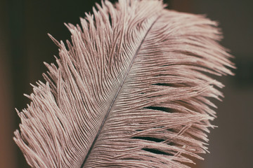 Lush ostrich feather on black background. Decorative elements. Nature textures. 