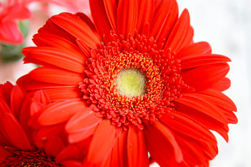 Beautiful gerbera flower, closeup view