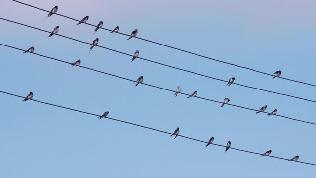 Swallows sit on wires, clean their feathers