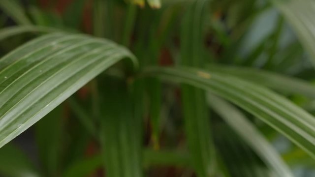 frayed tips of the leaves of rhapis excelsa, broadleaf lady palm, bamboo palm