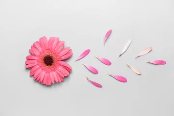 Foto auf Acrylglas Beautiful gerbera flower on light background © Pixel-Shot