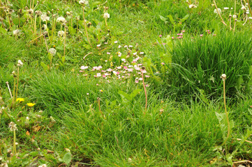 uncultivated meadow with with flowering daisies and blow-balls