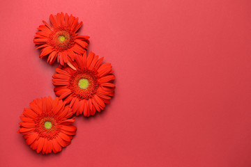 Beautiful gerbera flowers on color background