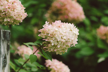 Autumn hydrangea in the garden