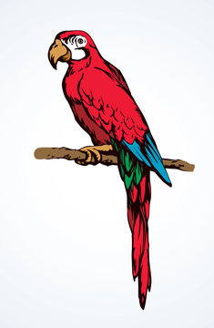 Parrot bird icon. Vector drawing