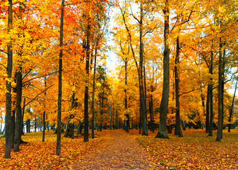 Autumn scenery with footpath in colorful forest.