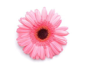 Beautiful gerbera flower on white background