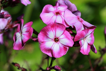 Phlox paniculata Purple Eye