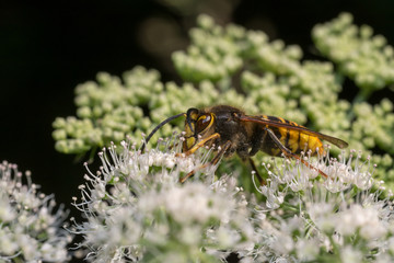 close up wasp bee or hornet with details on a natural flower plant in the garden