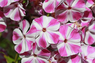 Bicolor phlox paniculata Candy Twist