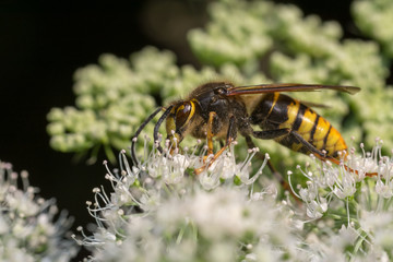 close up wasp bee or hornet with details on a natural flower plant in the garden