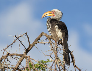 Zazu