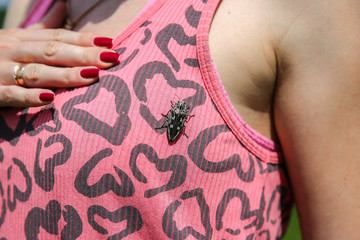 Big insect bug is sitting on woman's t-shirt.