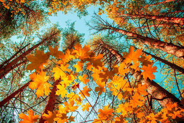 Autumn background. View from below on the crowns pines and maple trees with yellow and red leaves.